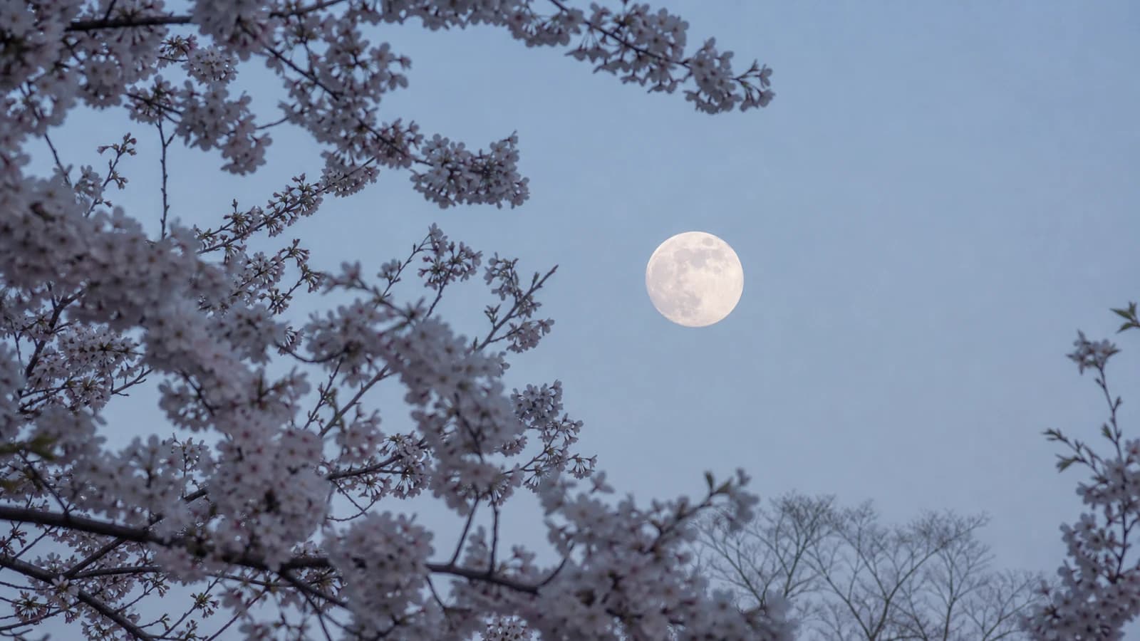 春の宵、うっすらかすんだ空に浮かぶ満月と手前の桜の枝